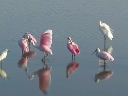 Five Spoonbills and an Egret Stock Footage