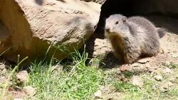 Marmot Stock Footage