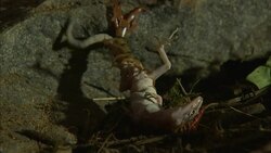 A centipede holds a gecko hostage. Stock Footage
