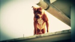 Dog stands barking on roof of house Stock Footage