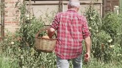 Senior man cutting tomatoes in his allotment Stock Footage