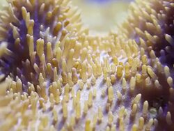 CU View of some leather coral / Honolulu, Hawaii, United States Stock Footage