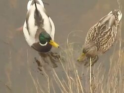 Ducks in the River Stock Footage