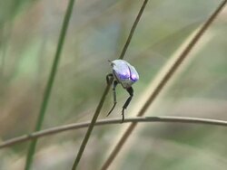Jewel beetle Stock Footage