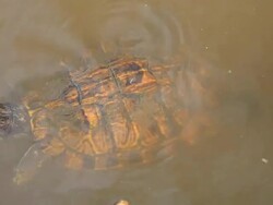Turtle swimming in the a small pool. Stock Footage