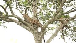 Leopard resting on tree with cub Stock Footage