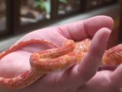 Corn Snake in a girl's hand Stock Footage