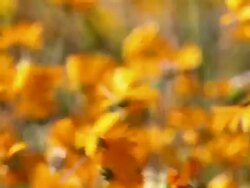 MS Shot of Orange Namaqualand daisies buffeted by the wind / Namaqualand, Northern Cape, South Africa Stock Footage