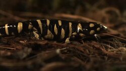 A tiger salamander crawls along dead leaves and needles. Stock Footage