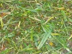 MOTION GRASS BACKGROUND : close-up, white back (TRANSITION) Stock Footage