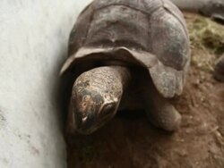 Tortoises races Stock Footage