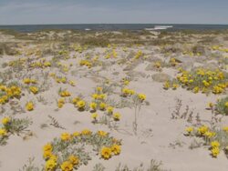 WS View of Wild Namaqualand flowers growing in beach sand with ocean visible in BG / Namaqualand, Northern Cape, South Africa Stock Footage