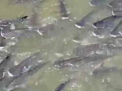 HD Fish in the river Stock Footage