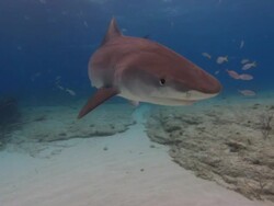 Tiger shark, Galeocerdo cuvier, swims over sandy seabed, Bahamas  Stock Footage