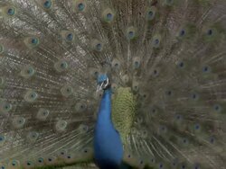 CU Peacock (Pavo cristatus) male displays, turns around and back again, UK Stock Footage