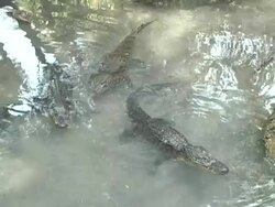 young alligators Stock Footage