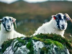 MS Shot of chewing scottish sheep / Skye Island, Scotland, United Kingdom Stock Footage