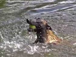 MS SLO MO TS Malinois or Belgian Shepherd Dog, Female playing with Ball in River / Normandy, France, Europe Stock Footage
