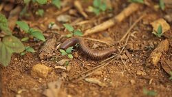 Millipede Stock Footage