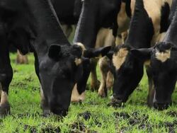 Feeding Cattle Stock Footage