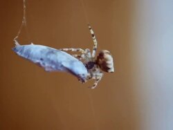 Spider with Prey Stock Footage