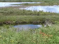 Wetlands Wildflowers Background Stock Footage