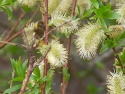 Bumblebee Stock Footage