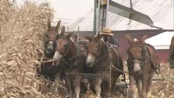 Horses pull a machine which is processing corn at an Amish farm. Stock Footage