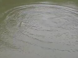 Fish eat the bread Stock Footage