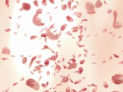 Flying Rose Petals (Loopable) Stock Footage