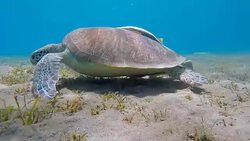 Green Sea Turtle grazing on seagrass bed - Red Sea Stock Footage