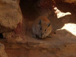 Golden Spiny Mouse (Acomys russatus)  on sandston shelf Stock Footage