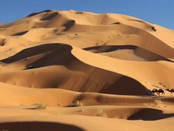Local Touareg tribesman with Camel Train traveling across the Sahara Desert, Morocco, Africa Stock Footage