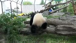 Toronto Zoo Announces Fundraising Dinner to Celebrate First Birthday of Panda Cubs-Toronto,Canada Stock Footage