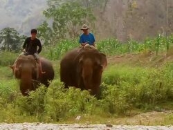 MS SLO MO Shot of elephants eating tall grass in lush green setting and two men riding on / Elephant park near Luang Prabang, Luang Prabang, Laos Stock Footage