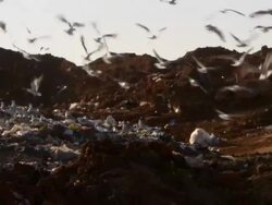 Medium static - Seagulls scavenge at a landfill where a bulldozer drives past Stock Footage