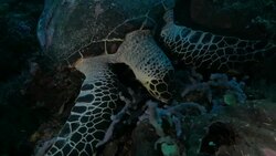 Sea turtle feeding on the soft coral, Indian Ocean, Komodo Stock Footage