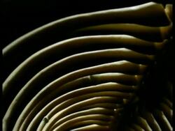 CU track forward inside ribcage of snake, looking up at one side of ribs and spine against black background Stock Footage