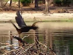 MS TS SLO MO Shot of African Darter (anhinga rufa) taking of from Chobe River Okavango Deltaforest area / Chobe Game Reserve, Africa, Botswana Stock Footage