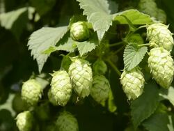 CU View of Hop cones in hop garden / Mainburg, Bavaria, Germany Stock Footage