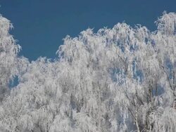 Winter Trees Stock Footage