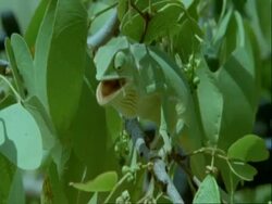 Flapnecked Chameleon, Chamaeleo dilepis, grabbing insect with tongue, eating, Botswana, Africa Stock Footage