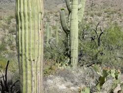 HD video Sonoran desert blooming saguaro cactus Arizona Stock Footage
