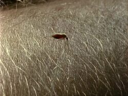 Anopheles Mosquito, MS feeding on human arm Stock Footage