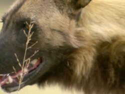 ECU Shot of African wild dog observe intently then walking away / Okavango Delta, North West District, Botswana Stock Footage