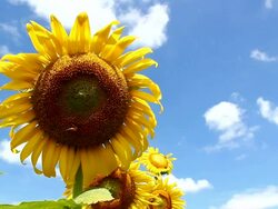 bees on sunflower Stock Footage