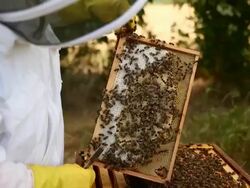 Views of a Bee Keeper in Somerset Stock Footage