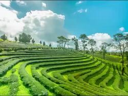 Green Tea Pan Tilt Time lapse Stock Footage