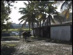 For thoroughbreds in this U.S. Caribbean territory, being fast enough to win, place or show is a matter of life and death _ losers often don't even make it off the racetrack grounds alive. News Clip
