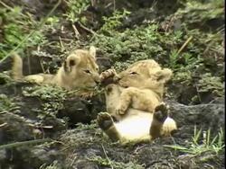 Lion cub lying on it's back, washing it's paws Stock Footage